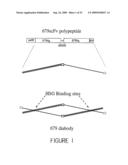 HUMANIZED ANTIBODIES AND METHODS OF HUMANIZING ANTIBODIES diagram and image