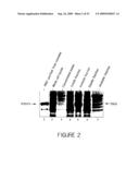 HUMANIZED ANTIBODIES AND METHODS OF HUMANIZING ANTIBODIES diagram and image