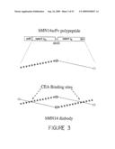 HUMANIZED ANTIBODIES AND METHODS OF HUMANIZING ANTIBODIES diagram and image