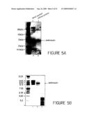 HUMANIZED ANTIBODIES AND METHODS OF HUMANIZING ANTIBODIES diagram and image