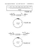 HUMANIZED ANTIBODIES AND METHODS OF HUMANIZING ANTIBODIES diagram and image