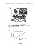 METHODS FOR CLONING FERRETS AND TRANSGENIC FERRET MODELS FOR DISEASES diagram and image