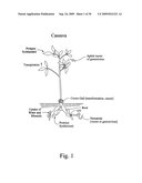 TANDEM REAPEAT DNA CONSTRUCTS PRODUCING PROTEINS THAT ATTACK PLANT PATHOGENIC VIRUSES, FUNGI, AND BACTERIA BY DISRUPTING TRANSCRIPTION FACTORS ESSENTIAL FOR REPLICATION THEREOF IN PLANTS diagram and image