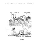 TANDEM REAPEAT DNA CONSTRUCTS PRODUCING PROTEINS THAT ATTACK PLANT PATHOGENIC VIRUSES, FUNGI, AND BACTERIA BY DISRUPTING TRANSCRIPTION FACTORS ESSENTIAL FOR REPLICATION THEREOF IN PLANTS diagram and image