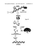 TANDEM REAPEAT DNA CONSTRUCTS PRODUCING PROTEINS THAT ATTACK PLANT PATHOGENIC VIRUSES, FUNGI, AND BACTERIA BY DISRUPTING TRANSCRIPTION FACTORS ESSENTIAL FOR REPLICATION THEREOF IN PLANTS diagram and image