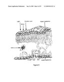 TANDEM REAPEAT DNA CONSTRUCTS PRODUCING PROTEINS THAT ATTACK PLANT PATHOGENIC VIRUSES, FUNGI, AND BACTERIA BY DISRUPTING TRANSCRIPTION FACTORS ESSENTIAL FOR REPLICATION THEREOF IN PLANTS diagram and image