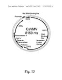 TANDEM REAPEAT DNA CONSTRUCTS PRODUCING PROTEINS THAT ATTACK PLANT PATHOGENIC VIRUSES, FUNGI, AND BACTERIA BY DISRUPTING TRANSCRIPTION FACTORS ESSENTIAL FOR REPLICATION THEREOF IN PLANTS diagram and image