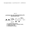 TANDEM REAPEAT DNA CONSTRUCTS PRODUCING PROTEINS THAT ATTACK PLANT PATHOGENIC VIRUSES, FUNGI, AND BACTERIA BY DISRUPTING TRANSCRIPTION FACTORS ESSENTIAL FOR REPLICATION THEREOF IN PLANTS diagram and image