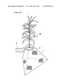 Method for the early afforestation of the useless ground diagram and image