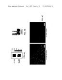 Triggered Self-Assembly of Nanoparticles In Vivo diagram and image