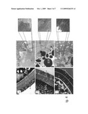 Method for processing ovulated eggs of aquatic animals into delicacy foods and ovulated eggs processed using the method diagram and image