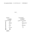 Bi-Directional Selection Markers With Improved Activity diagram and image