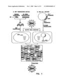 RECOMBINANT INFLUENZA VIRUSES FOR VACCINES AND GENE THERAPY diagram and image