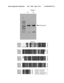 Antisense DNA of Sweetpotato Expansin cDNA and Method For Increasing Storage Root Yield Using The Same diagram and image