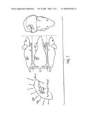 IN-VIVO OPTICAL IMAGING METHOD INCLUDING ANALYSIS OF DYNAMIC IMAGES diagram and image