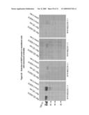 NUCLEIC ACID AND CORRESPONDING PROTEIN NAMED 158P1D7 USEFUL IN THE TREATMENT AND DETECTION OF BLADDER AND OTHER CANCERS diagram and image