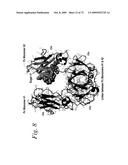 Single-chain Fc (scFc) regions, binding polypeptides comprising same, and methods related thereto diagram and image