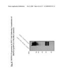 NUCLEIC ACIDS AND CORRESPONDING PROTEINS ENTITLED 282P1G3 USEFUL IN TREATMENT AND DETECTION OF CANCER diagram and image