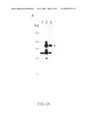 Papilloma virus vaccine diagram and image