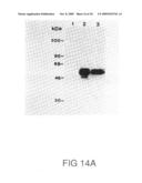 Papilloma virus vaccine diagram and image