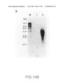 Papilloma virus vaccine diagram and image