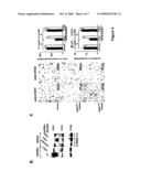 MEANS FOR INHIBITING THE EXPRESSION OF CD31 diagram and image