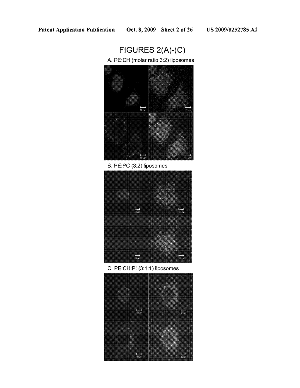 ENDOPLASMIC RETICULUM TARGETING LIPOSOMES - diagram, schematic, and image 03