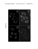 ENDOPLASMIC RETICULUM TARGETING LIPOSOMES diagram and image