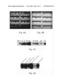 Use of genetically modified organisms to generate biomass degrading enzymes diagram and image