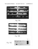 Use of genetically modified organisms to generate biomass degrading enzymes diagram and image