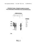 Isolation of a rearranged human immunoglobulin gene from a chimeric mouse and recombinant production of the encoded immunoglobulin diagram and image