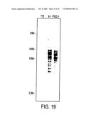 Isolation of a rearranged human immunoglobulin gene from a chimeric mouse and recombinant production of the encoded immunoglobulin diagram and image