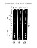 Isolation of a rearranged human immunoglobulin gene from a chimeric mouse and recombinant production of the encoded immunoglobulin diagram and image