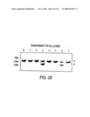 Isolation of a rearranged human immunoglobulin gene from a chimeric mouse and recombinant production of the encoded immunoglobulin diagram and image