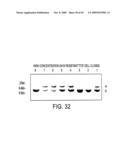 Isolation of a rearranged human immunoglobulin gene from a chimeric mouse and recombinant production of the encoded immunoglobulin diagram and image