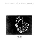 Isolation of a rearranged human immunoglobulin gene from a chimeric mouse and recombinant production of the encoded immunoglobulin diagram and image