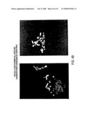 Isolation of a rearranged human immunoglobulin gene from a chimeric mouse and recombinant production of the encoded immunoglobulin diagram and image