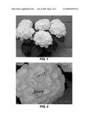 Hydrangea plant named  Glory  diagram and image