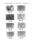 NGR receptor and methods of identifying tumor homing molecules that home to angiogenic vasculature using same diagram and image