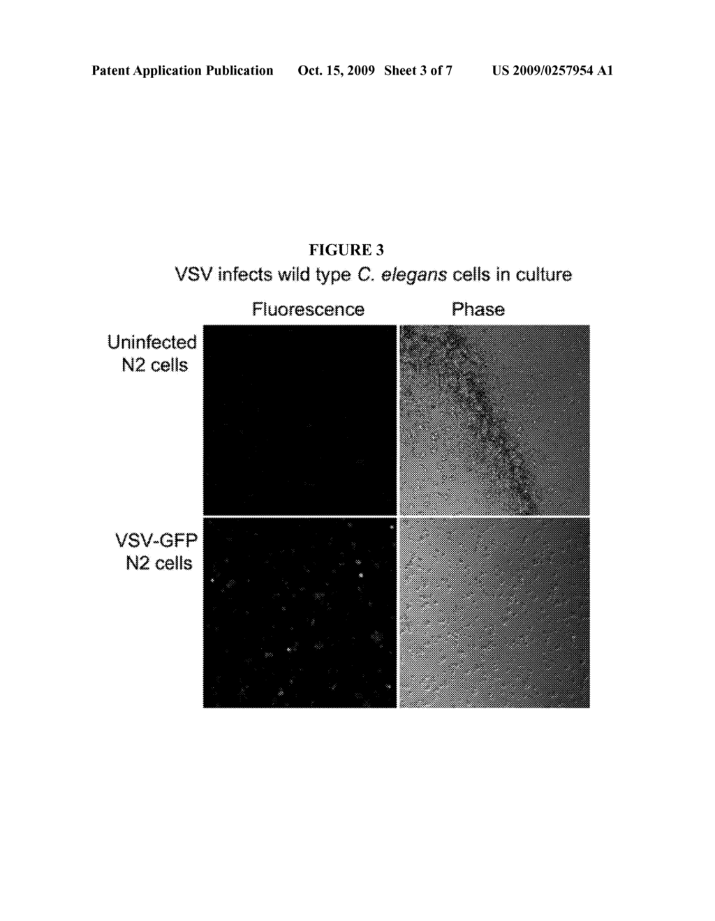 Development of a simple animal model for infection by viruses and other obligate intracellular parasites - diagram, schematic, and image 04