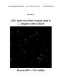 Development of a simple animal model for infection by viruses and other obligate intracellular parasites diagram and image