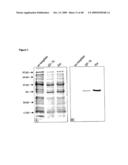 ESTERASES FOR MONITORING PROTEIN BIOSYNTHESIS IN VITRO diagram and image