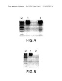 PCR primer capable of reducing non-specific amplification and PCR method using the PCR primer diagram and image