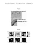METHOD OF MAPPING OF mRNA DISTRIBUTION WITH ATOMIC FORCE MICROSCOPY diagram and image