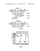 Prokaryotic collagen-like proteins and uses thereof diagram and image