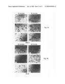 Prokaryotic collagen-like proteins and uses thereof diagram and image