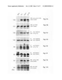 Prokaryotic collagen-like proteins and uses thereof diagram and image