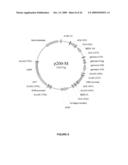 CHIMERIC AND HUMANIZED ANTIBODIES TO alpha5beta1 INTEGRIN THAT MODULATE ANGIOGENESIS diagram and image