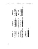 ATOPIC DERMATITIS MARKER AND TECHNIQUE OF USING THE SAME diagram and image