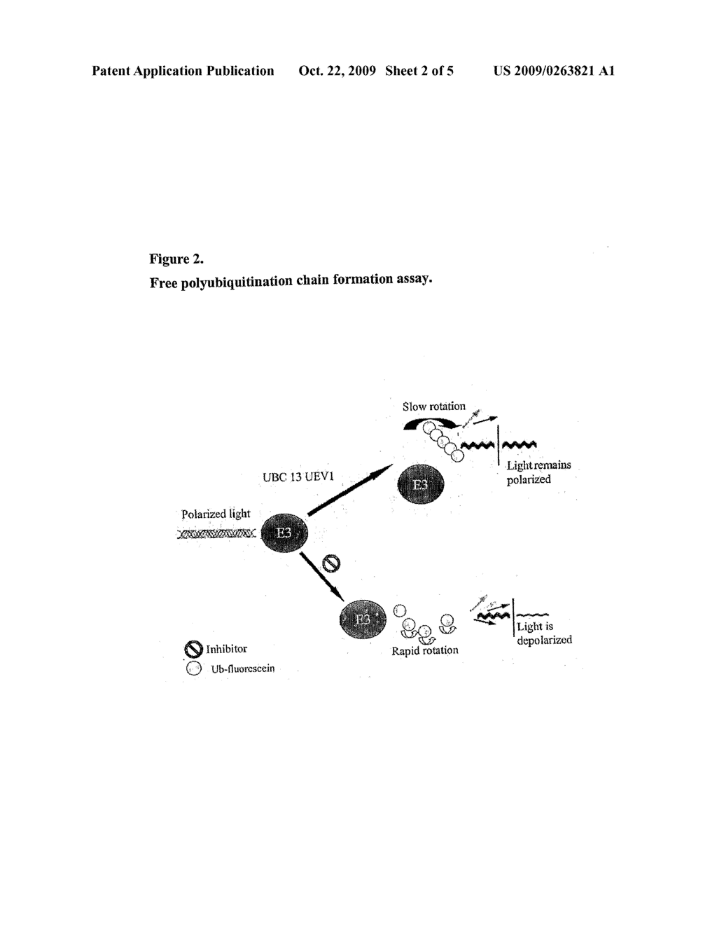 Ubiquitin Ligase Assays And Related Reagents - diagram, schematic, and image 03